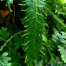 Willdenow's spikemoss (Selaginella willdenowii)-i