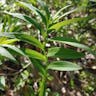 Star false solomon's-seal (Maianthemum stellatum)-i