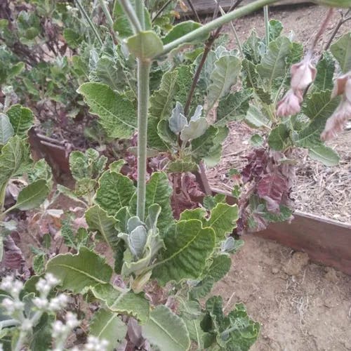 St. catherine's lace (Eriogonum giganteum)-i