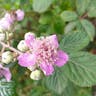 Elm-leaf blackberry (Rubus ulmifolius)-i