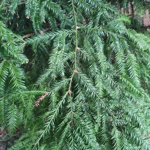 セコイア (Sequoia sempervirens)-i