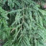 セコイア (Sequoia sempervirens)-i