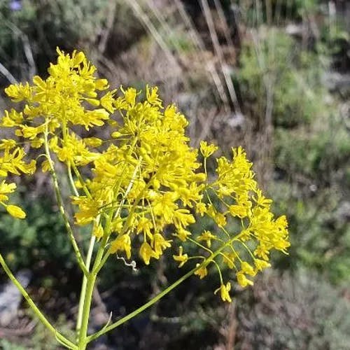 ホソバタイセイ（細葉大青） (Isatis tinctoria)-i