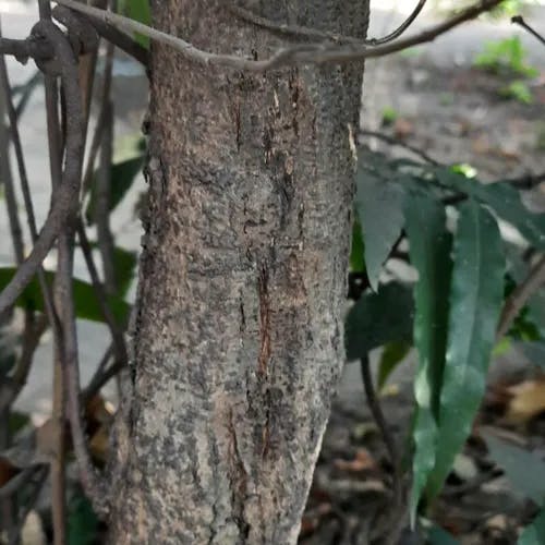 ソシンカ（素心花） (Bauhinia acuminata)-i