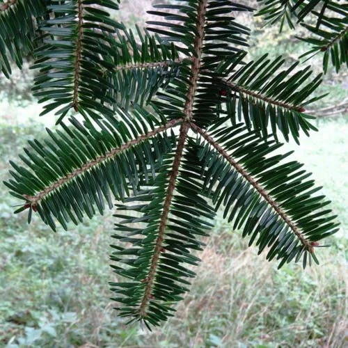 ウラジロモミ（裏白樅） (Abies homolepis)-i