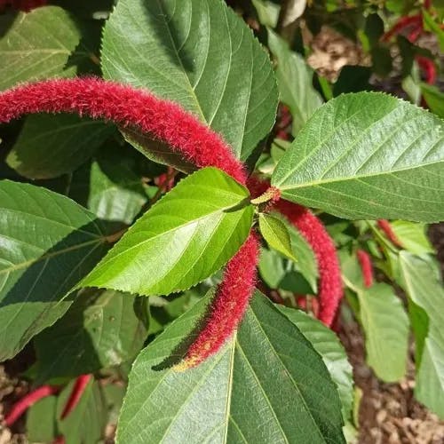 ベニヒモノキ（紅紐木） (Acalypha hispida)-i