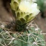 Spider cactus (Gymnocalycium denudatum)-i