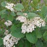 Mealytree (Viburnum lantana)-i