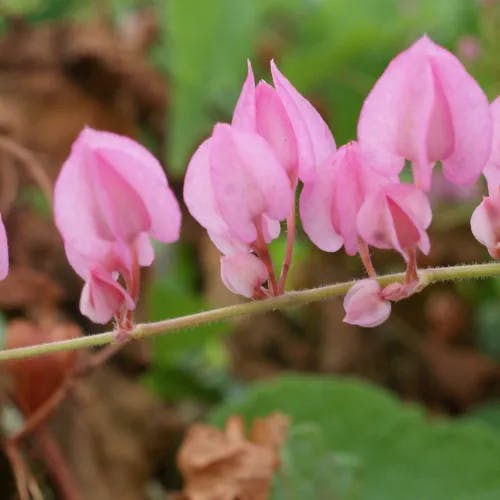 アサヒカズラ（朝日葛） (Antigonon leptopus)-i