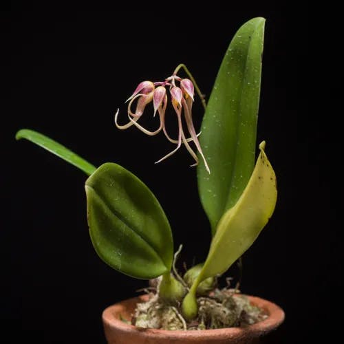 シコウラン（紫香蘭） (Bulbophyllum macraei)-i