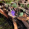 アメリカスミレサイシン（亜米利加菫細辛） (Viola sororia)-i