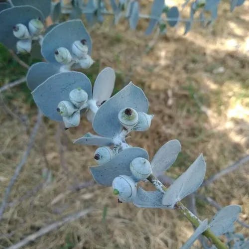 Powdered gum (Eucalyptus pulverulenta)-i