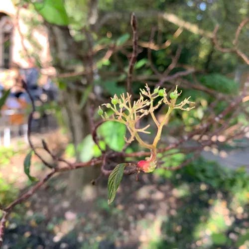 Giant dogwood (Cornus controversa)-i