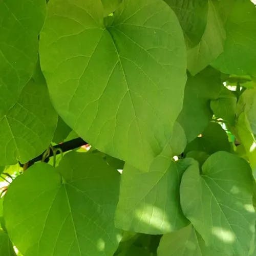 アメリカキササゲ（亜米利加木豆豇） (Catalpa bignonioides)-i