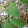 Heartleaf or common blue wood aster (Symphyotrichum cordifolium)-i