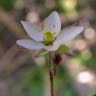 オオツメクサ（大爪草） (Spergula arvensis)-i