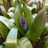 ヒヤシンス（風信子） (Hyacinthus orientalis)-i