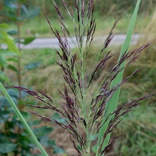 ヨシ（葦・蘆・葭） (Phragmites australis)-i