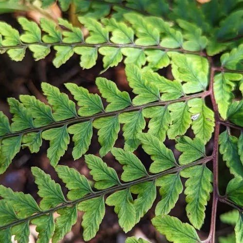 タニイヌワラビ（谷犬蕨） (Athyrium otophorum)-i