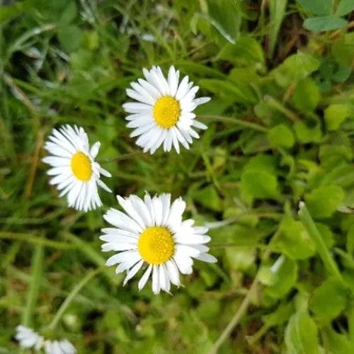 デージー (Bellis perennis)-i