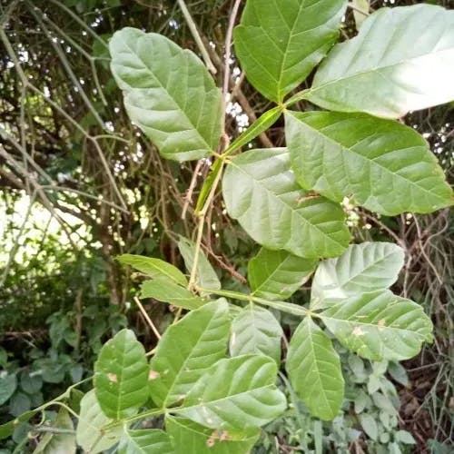 ガラナ (Paullinia cupana)-i