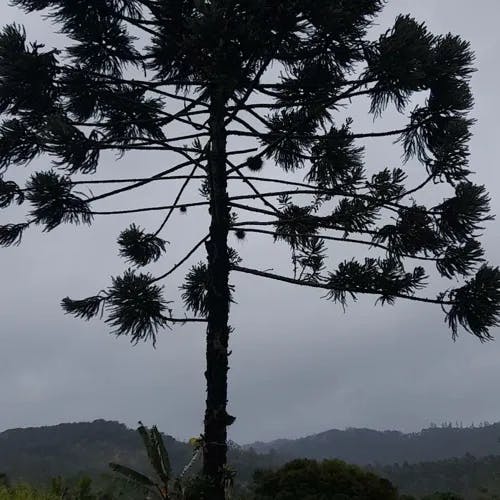 パラナマツ（パラナ松） (Araucaria angustifolia)-i