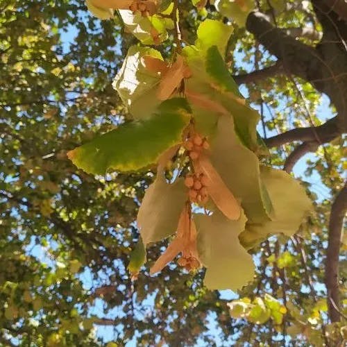 Hungarian silver linden (Tilia tomentosa)-i