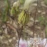 モモイロタンポポ（桃色蒲公英） (Crepis rubra)-i