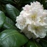 ハクサンシャクナゲ（白山石楠花） (Rhododendron brachycarpum)-i