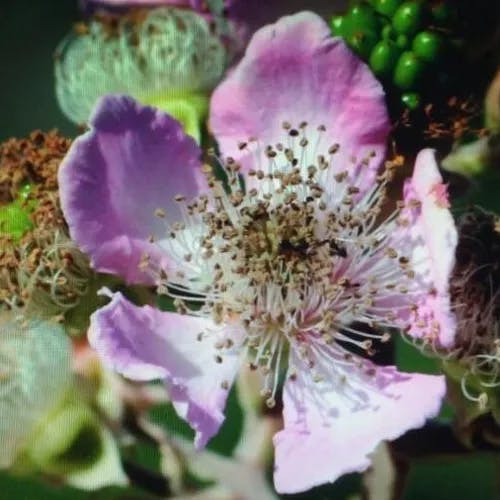 Elm-leaf blackberry (Rubus ulmifolius)-i