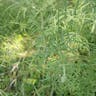 Longhead-coneflower (Ratibida columnifera)-i