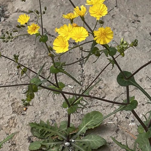 イヌヤクシソウ（犬薬師草） (Crepidiastrum sonchifolium)-i