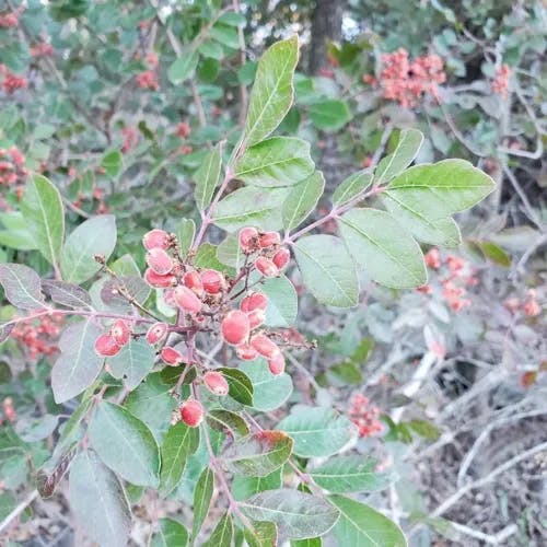 Evergreen sumac (Rhus virens)-i