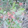 Evergreen sumac (Rhus virens)-i