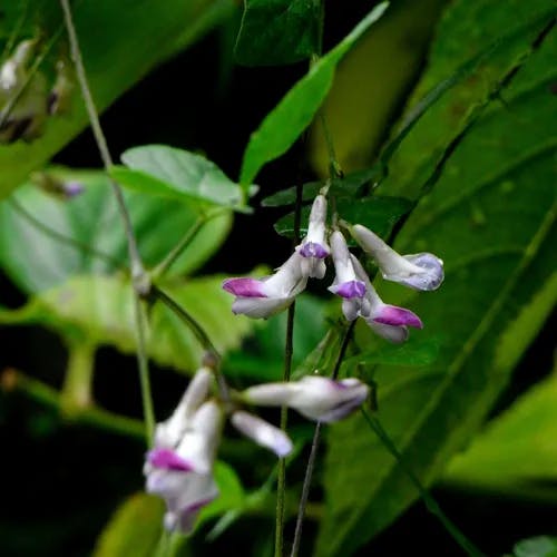 ヤブマメ（藪豆） (Amphicarpaea edgeworthii)-i