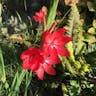 River-lily (Hesperantha coccinea)-i