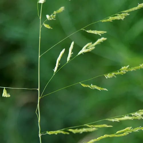 エゾノサヤヌカグサ（蝦夷鞘糠草） (Leersia oryzoides)-i