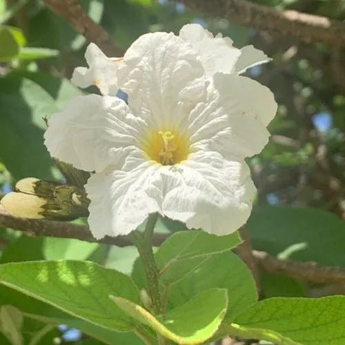 Mexican-olive (Cordia boissieri)-i