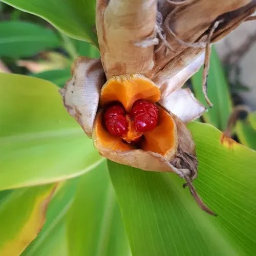 ハナシュクシャ（花縮紗） (Hedychium coronarium)-i