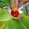 ハナシュクシャ（花縮紗） (Hedychium coronarium)-i