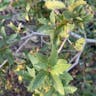 Emory oak (Quercus emoryi)-i