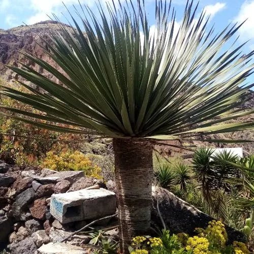 Spanish dagger (Yucca faxoniana)-i