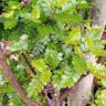 Tineo (Weinmannia trichosperma)-i