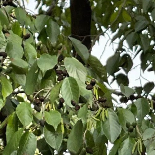 ハンノキ（榛木） (Alnus japonica)-i