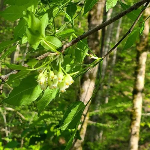 American bladdernut (Staphylea trifolia)-i