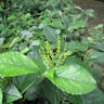 チャラン（茶蘭） (Chloranthus spicatus)-i