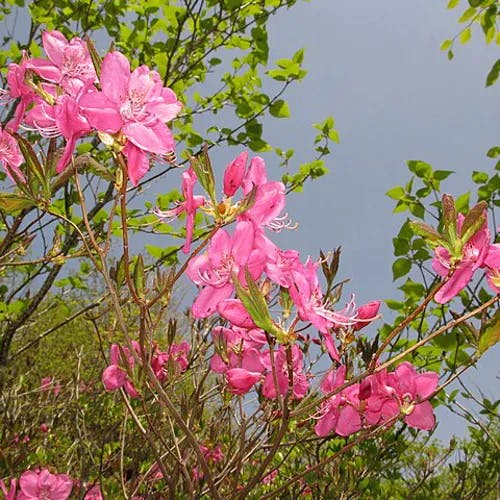 ミヤマツツジ（深山躑躅） (Rhododendron albrechtii)-i