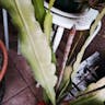 Climbing cactus (Epiphyllum hookeri)-i