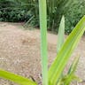 Beach spiderlily (Hymenocallis littoralis)-i