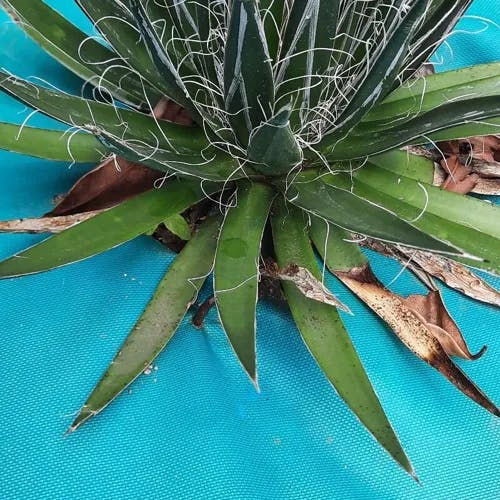 Thread agave (Agave filifera)-i